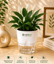 Air Purifier Collection