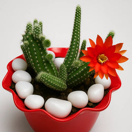 Echinopsis Chamaecereus Cactus