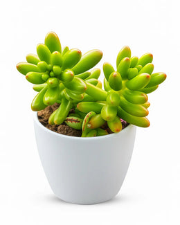 Sedum rubrotinctum Plant