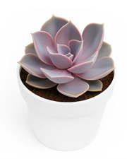 pvn succulent Echeveria PVN Plant – Nainileaf