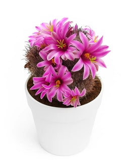 Mammillaria Longiflora Stampferi - Nainileaf