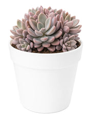 Red Shaded Sedum Plant