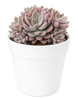 Red Shaded Sedum Plant