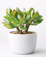 Crassula Undulata- Ripple Jade - Nainileaf