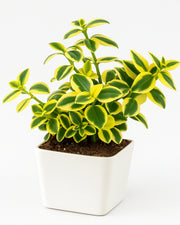 Crassula Sarmentosa Plant