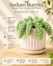 Sedum Burrito- (Burro's Tail) Donkey Tail Plant