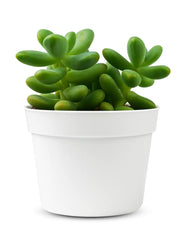 Sedum Allantoides Plant