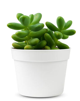 Sedum Allantoides Plant