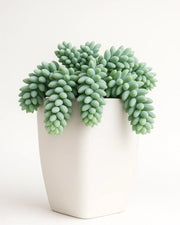 Sedum Burrito- (Burro's Tail) Donkey Tail Plant