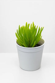 Senecio Barbertonicus