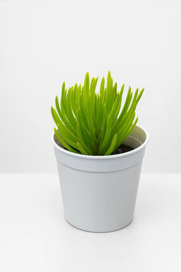 Senecio Barbertonicus