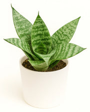 Sansevieria- Snake Plant
