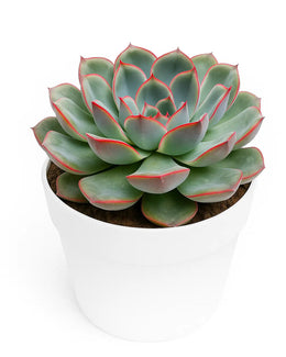Echeveria Strictiflora (Purple) Plant