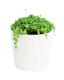 Senecio rowleyanus, String of Pearls Plant