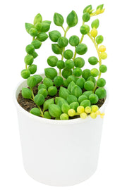 Senecio rowleyanus- String of Pearls Plant (Varigated)