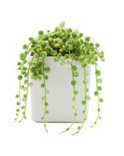 Senecio rowleyanus- String of Pearls Plant (Varigated)