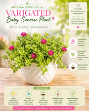 Aptenia Cordifolia Plant- Varigated (Baby Sunrose Plant)