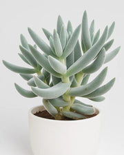 Crassula Surprise Party Plant