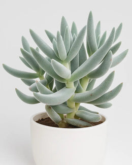 Crassula Surprise Party Plant