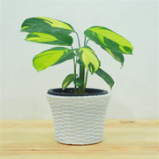 calathea golden mosaic With Plastic Pot