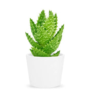 Aloe Juvenna Plant -Tiger tooth