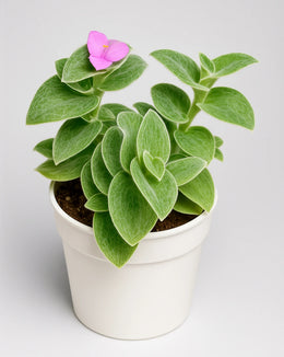 Tradescantia Sillamontana8