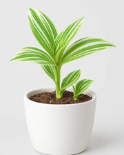 Tradescantia Nanouk- White Varigated