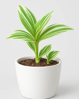 Tradescantia Nanouk- White Varigated