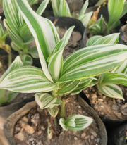 Tradescantia Nanouk- White Varigated